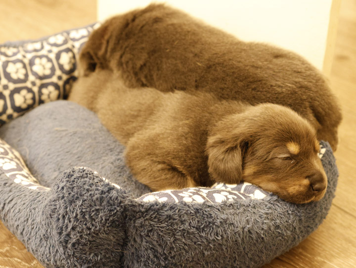 chinook dog
